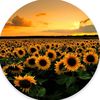 thesunnythorn