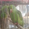 m.user810618786pachocho