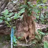 trang_bonsai12