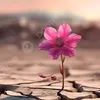 desert.flower721