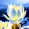 hoang.loan299
