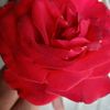 user7908313215748