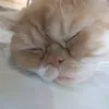 minhtam_depzai20