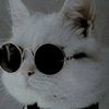 kucing097555