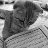 flower._of_jannah