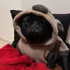 charlottepug