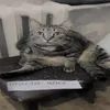 lakwich