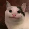 hazmnxd2