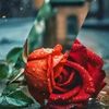 irfanaliali1155