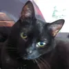 Katzenmama