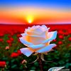 skyrose452