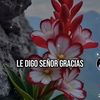 orchidea9749