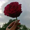 ______leqaa