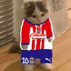perrito_chivista4
