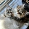 mm.2cats