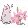 lotus.flowersy