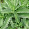 Plantas Medicinales