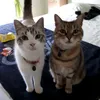 mimouygp1ti