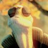 Maestro Shifu