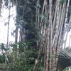danieloctavio251