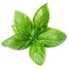theofficialbasil