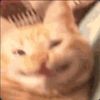 12shinycat