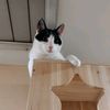 cats_cultivate_causes