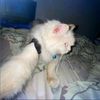 ketu4_2