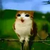 meow_owlg