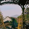 Thảo Về Quê