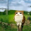 Owlcat