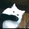 sintaa_151