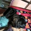 arbani4703