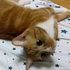 kitten2006gd_official