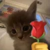 _peanut_68
