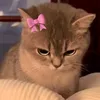 iarazinha.mendes