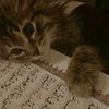 www.tiktok.com.habiba0