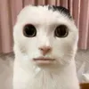 alex_898__