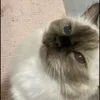 aaaaaaaaaadasha