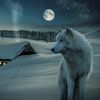 nargwolf3