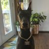 knox_the_doberman