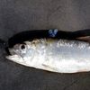 pez_pescado2