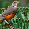 Aves do Nordeste