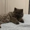 timtimpin