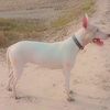 saeed.khan.8040512