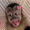 mzpha