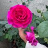 eduardo.ramires689