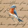 Appalachian Bluebird