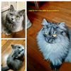 catisloveofmylife