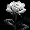 natnael.amsalu5